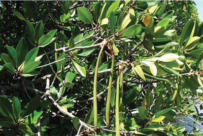जरायुजता (मातृवृक्ष से जुड़ा नया पौधा)