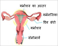 Uterus Parts