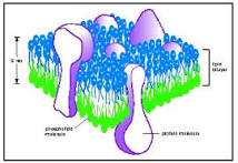 Molecular structure of the plasma membrane