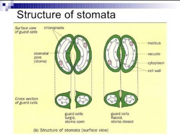 Description of Stomatal Structure