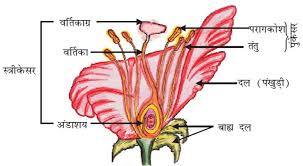 Image result for पुष्प की संरचना