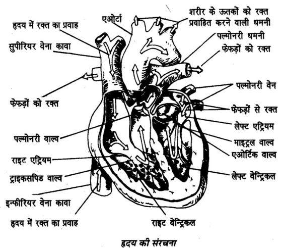 मानव हृदय का वैज्ञानिक विश्लेषण