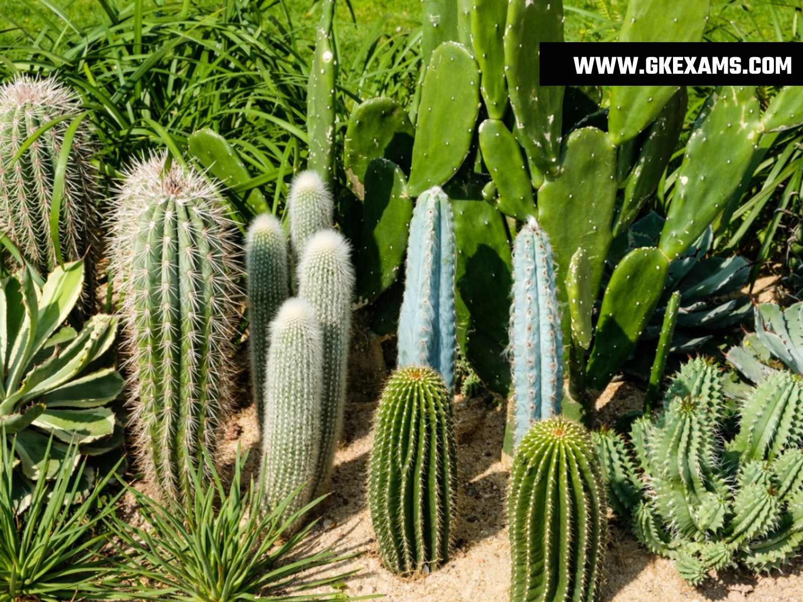 Cactus-Ka-Paudha