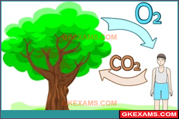 Carbon-Dioxide-Chhodne-Wale-Ped