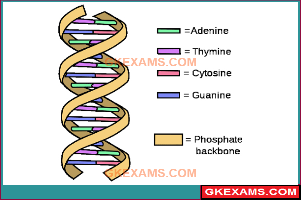 Structure-Of-DNA