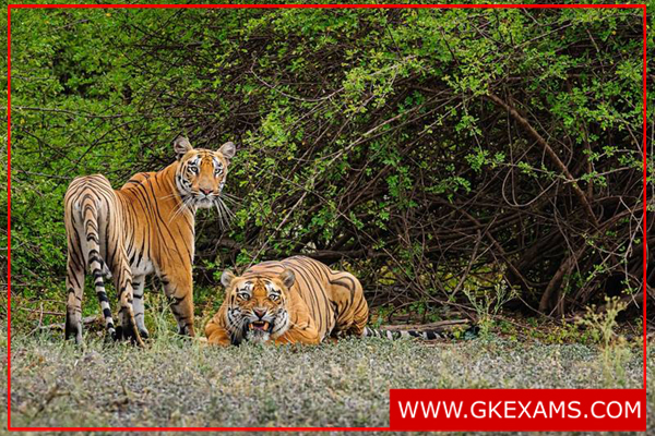 इंद्रावती-Tiger-Reserve